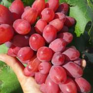 Саджанець Виноград (кореневласний) Богема